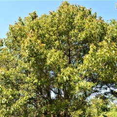 Ehretia acuminata var. acuminata at Central Tilba, NSW - 8 Nov 2022