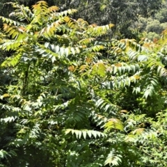 Ailanthus altissima (Tree-of-Heaven) at Central Tilba, NSW - 8 Nov 2022 by plants