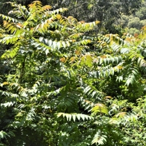 Ailanthus altissima at Central Tilba, NSW - 8 Nov 2022