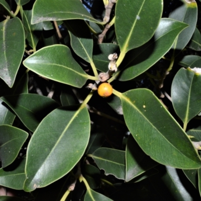 Ficus obliqua (Small-leaved Fig) at Central Tilba, NSW - 8 Nov 2022 by plants