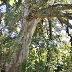 Ficus obliqua at Central Tilba, NSW - 8 Nov 2022
