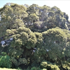 Ficus obliqua at Central Tilba, NSW - 8 Nov 2022
