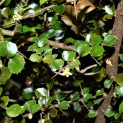 Pittosporum multiflorum (Orange Thorn) at Central Tilba, NSW - 8 Nov 2022 by plants