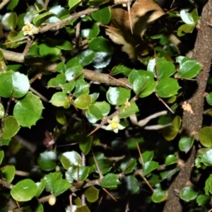 Pittosporum multiflorum at Central Tilba, NSW - 8 Nov 2022