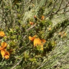 Pultenaea procumbens (Bush Pea) at Paddys River, ACT - 10 Nov 2022 by Pirom