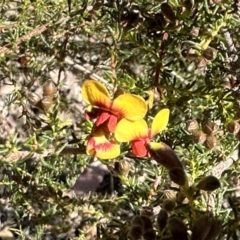 Dillwynia phylicoides (A Parrot-pea) at Black Mountain - 20 Sep 2022 by Pirom