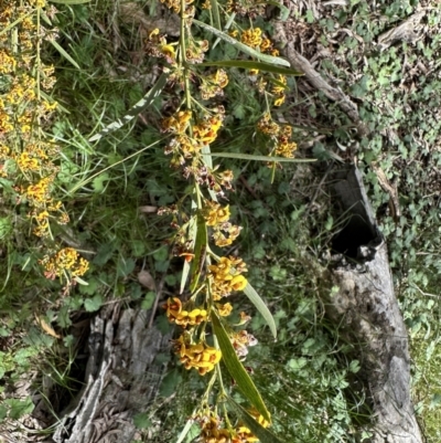 Daviesia mimosoides subsp. mimosoides at Mount Majura - 30 Oct 2022 by Pirom