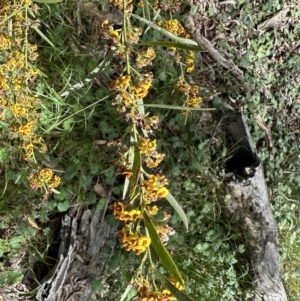 Daviesia mimosoides subsp. mimosoides at Hackett, ACT - 30 Oct 2022