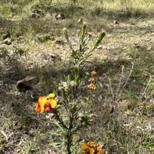 Dillwynia sericea at Hackett, ACT - 30 Oct 2022