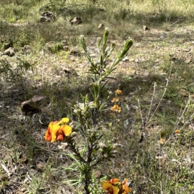 Dillwynia sericea (Egg And Bacon Peas) at Mount Majura - 30 Oct 2022 by Pirom