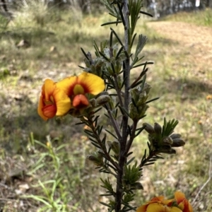 Dillwynia sericea at Hackett, ACT - 30 Oct 2022