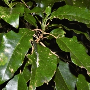 Sarcomelicope simplicifolia subsp. simplicifolia at Central Tilba, NSW - 8 Nov 2022