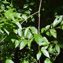 Celastrus australis (Staff Climber) at Central Tilba, NSW - 8 Nov 2022 by plants