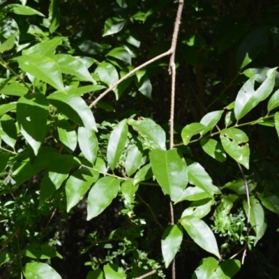 Celastrus australis (Staff Climber) at Central Tilba, NSW - 8 Nov 2022 by plants