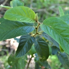 Alphitonia excelsa (Red Ash) at Central Tilba, NSW - 8 Nov 2022 by plants