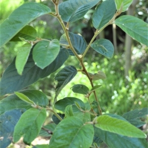 Alphitonia excelsa at Central Tilba, NSW - 8 Nov 2022