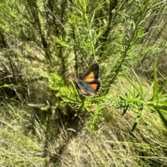 Paralucia aurifera (Bright Copper) at Paddys River, ACT - 10 Nov 2022 by Pirom