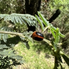 Dicranosterna immaculata (Acacia leaf beetle) at Tidbinbilla Nature Reserve - 10 Nov 2022 by Pirom