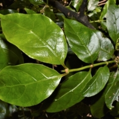 Morinda jasminoides (Morinda) at Tilba Tilba, NSW - 9 Nov 2022 by plants