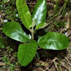 Leichhardtia flavescens at Tilba Tilba, NSW - 9 Nov 2022 12:05 AM