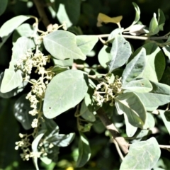 Pomaderris cinerea at Tilba Tilba, NSW - 9 Nov 2022