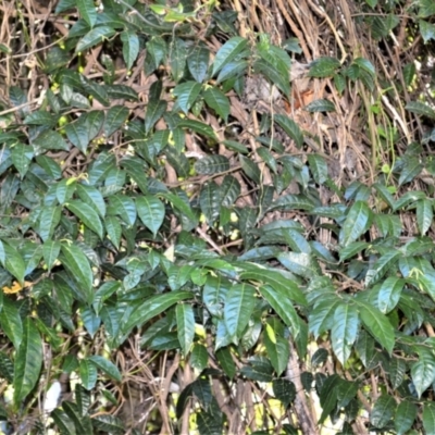 Trophis scandens subsp. scandens (Burny Vine) at Tilba Tilba, NSW - 8 Nov 2022 by plants