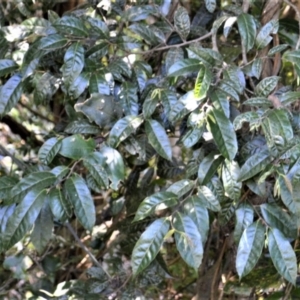 Trophis scandens subsp. scandens at suppressed - suppressed