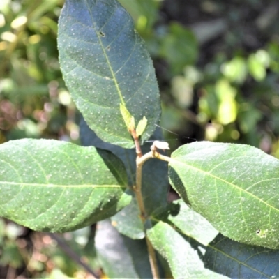 Ficus coronata (Creek Sandpaper Fig) at Tilba Tilba, NSW - 8 Nov 2022 by plants