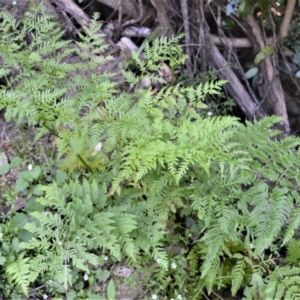 Pteris tremula at Tilba Tilba, NSW - 9 Nov 2022 12:24 AM