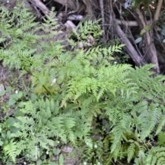 Pteris tremula (Tender Brake) at Tilba Tilba, NSW - 8 Nov 2022 by plants