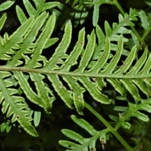 Pteris tremula at Tilba Tilba, NSW - 9 Nov 2022 12:24 AM