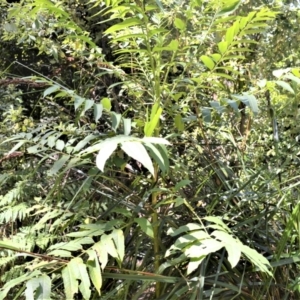 Polyscias murrayi at Central Tilba, NSW - 9 Nov 2022 12:40 AM