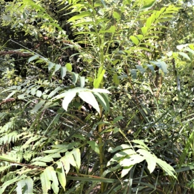 Polyscias murrayi (pencil cedar) at Central Tilba, NSW - 9 Nov 2022 by plants