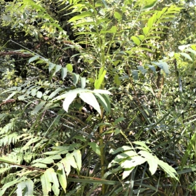 Polyscias murrayi (Pencil Cedar) at Central Tilba, NSW - 8 Nov 2022 by plants