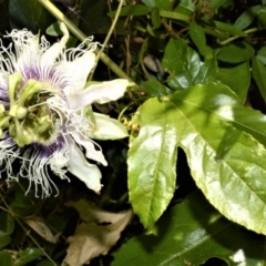 Passiflora edulis (Common Passionfruit) at Gulaga National Park - 8 Nov 2022 by plants