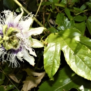 Passiflora edulis at Central Tilba, NSW - 9 Nov 2022