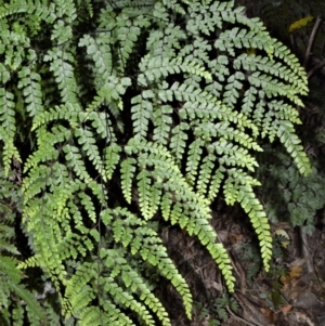 Adiantum formosum at Central Tilba, NSW - 9 Nov 2022 12:43 AM