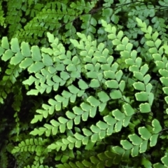 Adiantum formosum at Central Tilba, NSW - 9 Nov 2022 12:43 AM