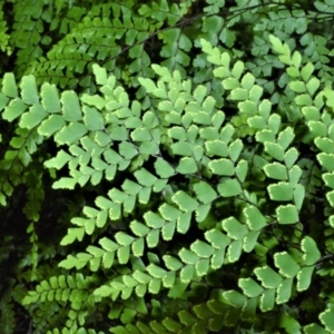 Adiantum formosum at Central Tilba, NSW - 9 Nov 2022 12:43 AM