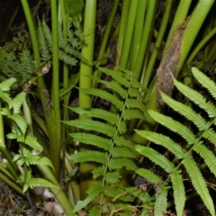 Christella dentata (Binung) at North Narooma, NSW - 8 Nov 2022 by plants