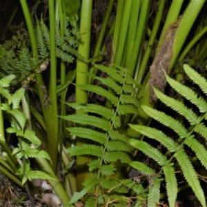 Christella dentata at North Narooma, NSW - 9 Nov 2022 02:57 AM