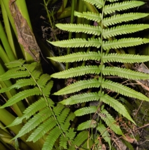 Christella dentata at North Narooma, NSW - 9 Nov 2022