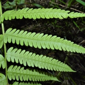 Christella dentata at North Narooma, NSW - 9 Nov 2022