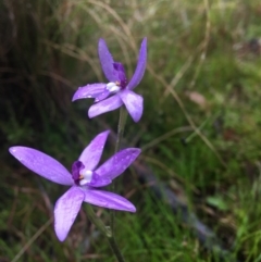 Glossodia major (Wax Lip Orchid) at Wamboin, NSW - 26 Sep 2021 by Devesons