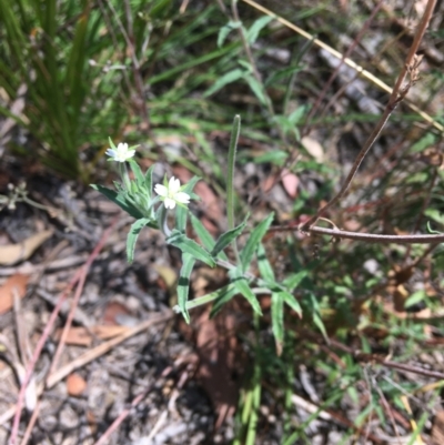 Epilobium hirtigerum (Hairy Willowherb) at Wamboin, NSW - 18 Jan 2021 by Devesons