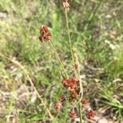 Luzula densiflora (Dense Wood-rush) at Wamboin, NSW - 22 Oct 2020 by Devesons