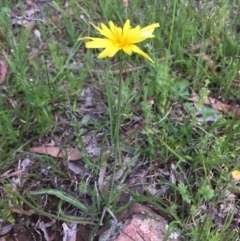 Microseris walteri (Yam Daisy, Murnong) at Wamboin, NSW - 18 Oct 2020 by Devesons