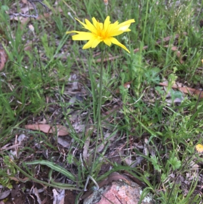 Microseris walteri (Yam Daisy, Murnong) at Wamboin, NSW - 18 Oct 2020 by Devesons