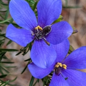 Cheiranthera linearis at Lade Vale, NSW - 11 Nov 2022