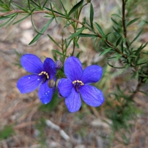 Cheiranthera linearis at Lade Vale, NSW - 11 Nov 2022